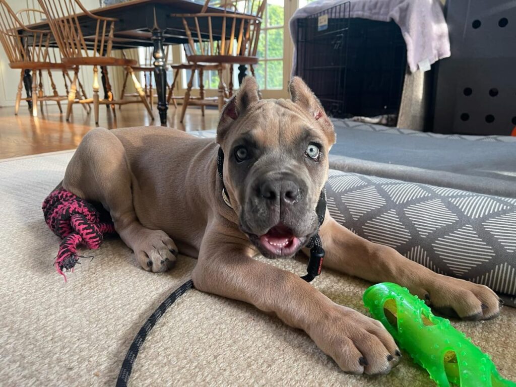 https://greinershepherdpuppies.com/